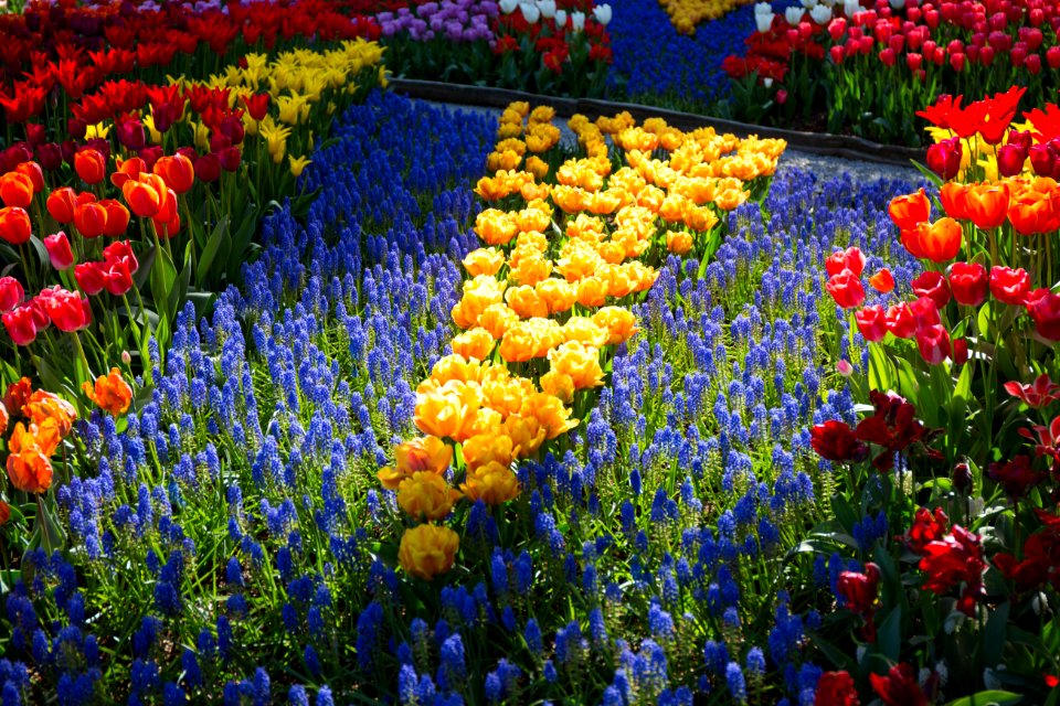 Skagit valley tulip festival
