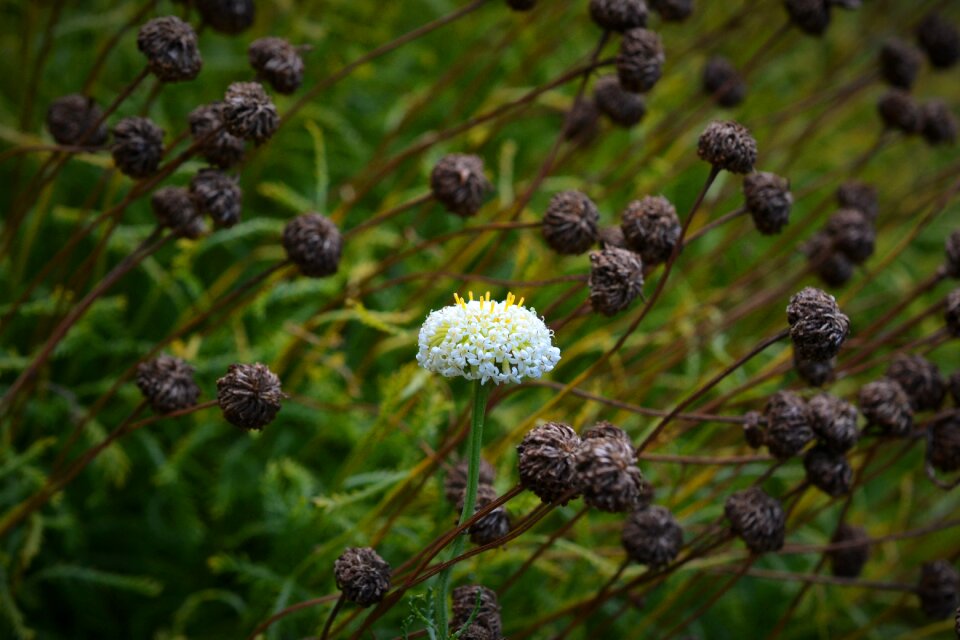 Santolina pinnata unique asteraceae