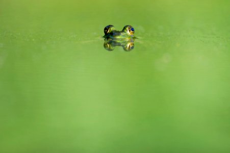 green frog swimming on water photo