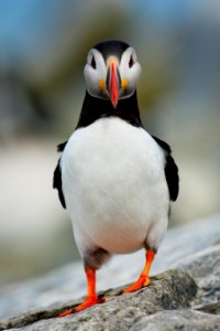 selective focus photography of black and white puffin bird photo