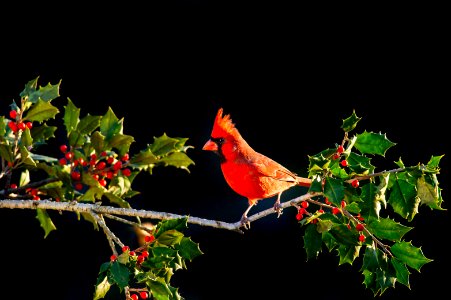 shallow focus of Cardinal bird on tree branch photo