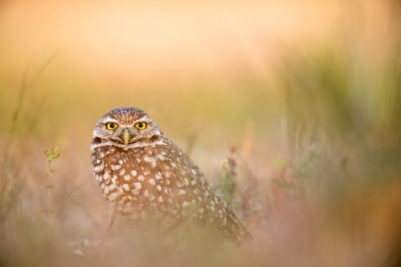 shallow focus photography of owl