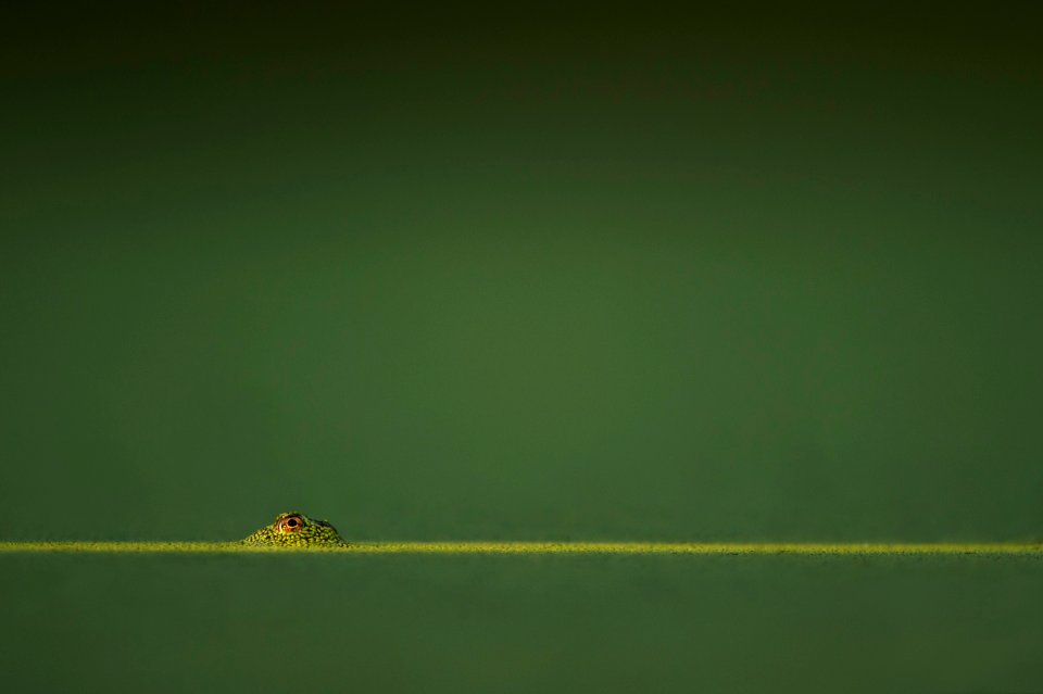 green amphibian in green water