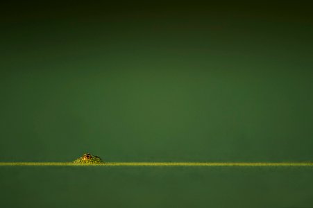 green amphibian in green water