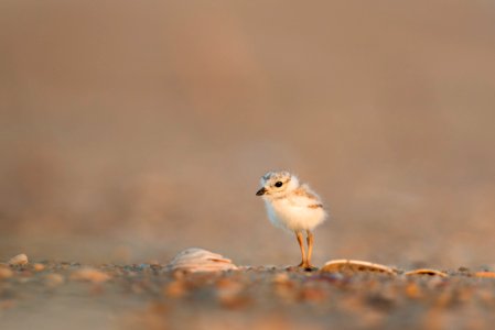 focus photography of chick on gray ground photo