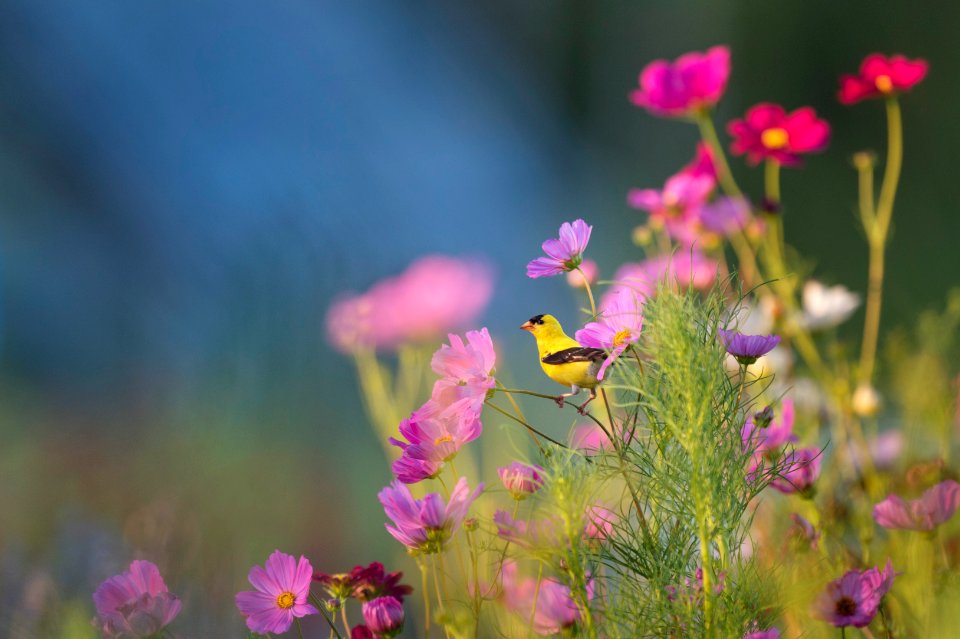 yellow and black bird on flower photo