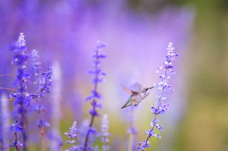 closeup photo of bird beside purple petal flowers photo