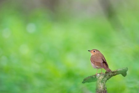 brown bird photo