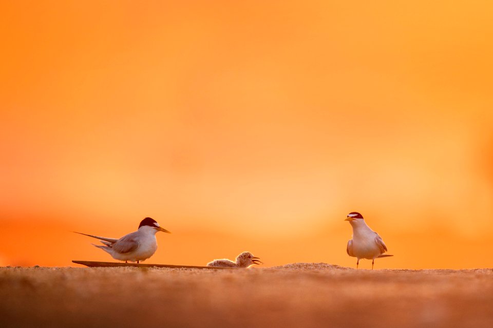 close-up photograph of two white birds