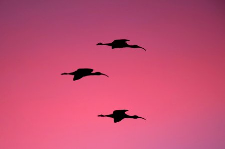 silhouette photography of three flying birds photo