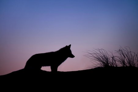 silhouette of wolf standing on ground