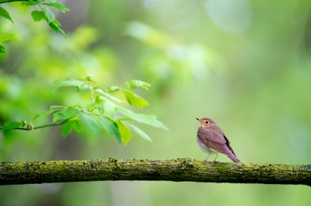 shallow focus photography of bird on tree trunk during daytime photo