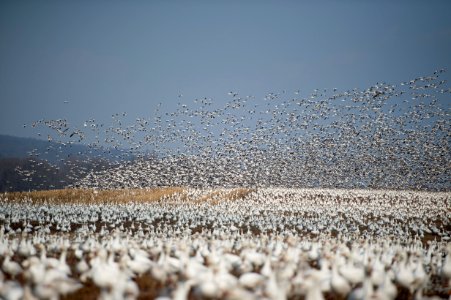 flock of white bird flying during daytime photo