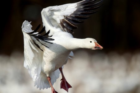 close-up photography of white flying goose during daytime photo