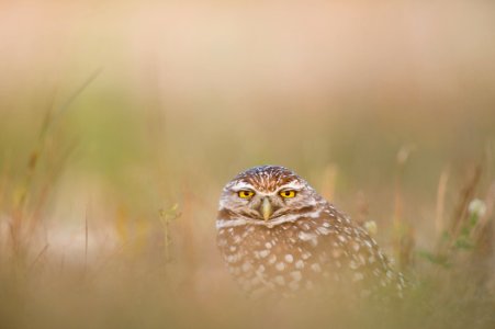 brown and white owl close-up photography