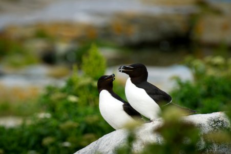 two white-and-black birds standing on grey stone photo