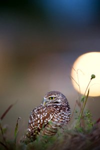 brown and white owl close-up photography photo