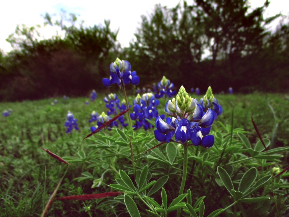 Tress, Grass, Bluebonnets