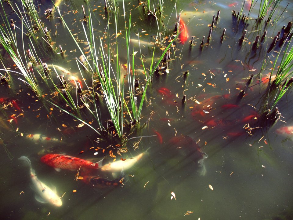 Fish