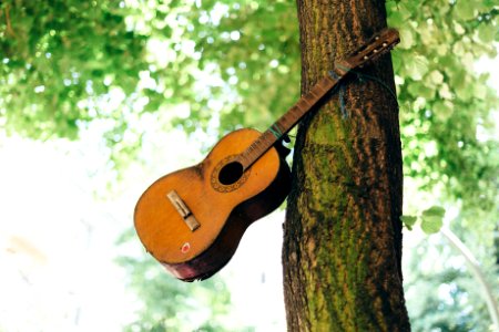 brown acoustic guitar on tree photo