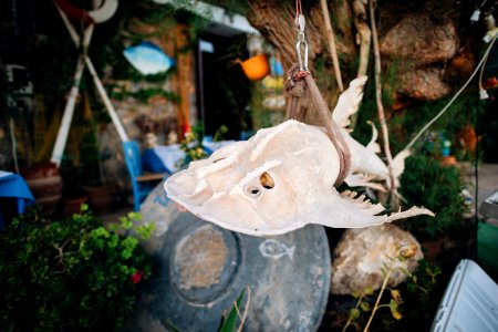 gray fish decor