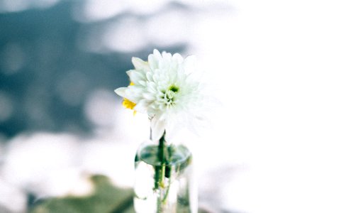 white flower in clear glass vase photo