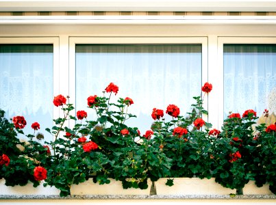 red rose plant by the window photo