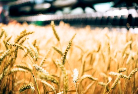 wheat field photo