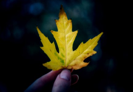 selective focus photography of yellow and green maple leaf photo