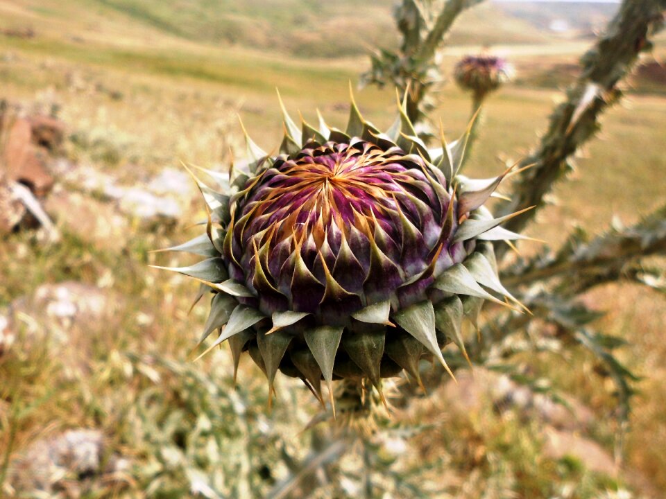 Cizre asparagus color