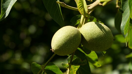 Summer nut green