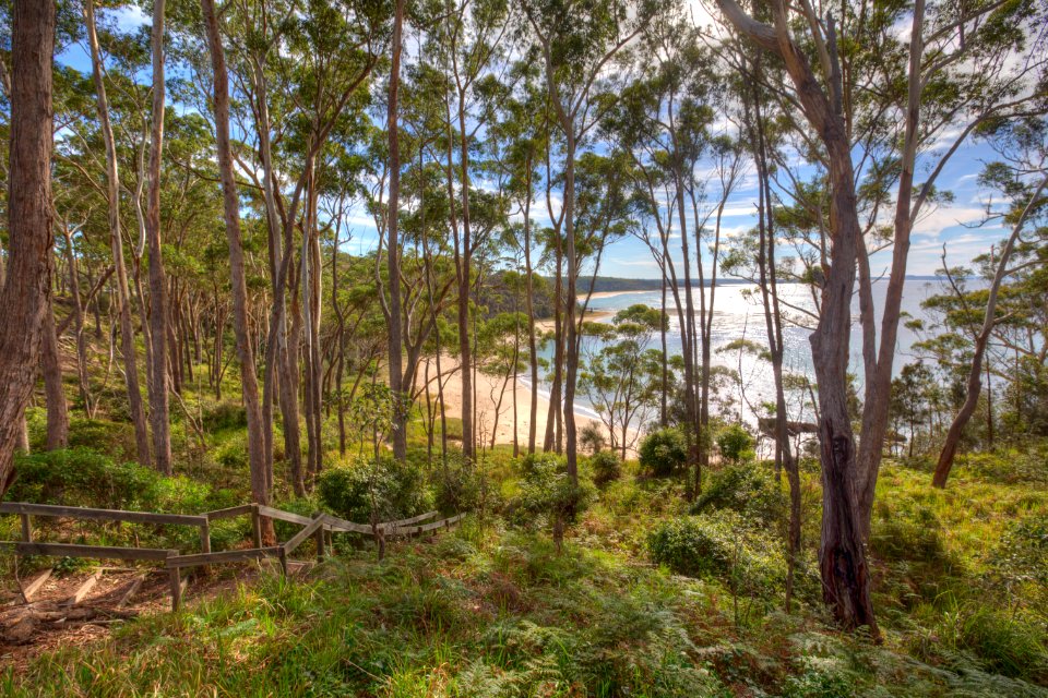 Bendalong, Australia, Forest