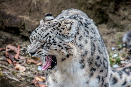 Yawn foot tooth photo