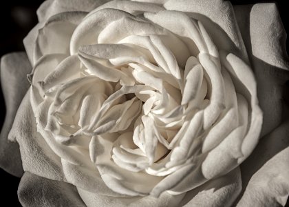 Flower, White
