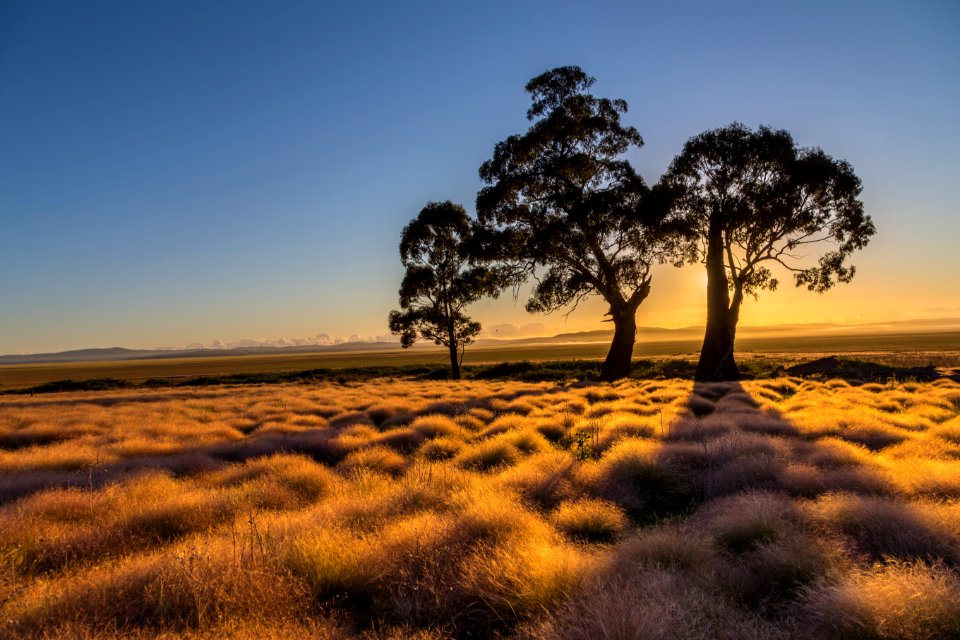 Lake george, Australia, Trees
