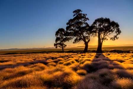 Lake george, Australia, Trees