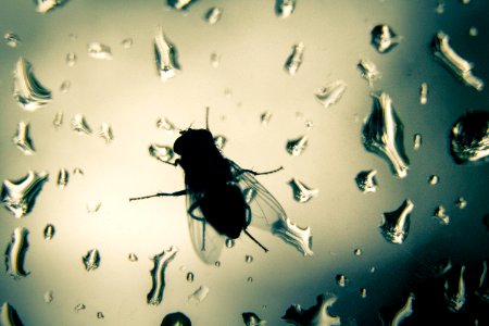 Bug, Water, Glass
