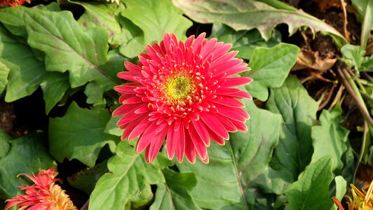 Flower red chrysanthemum