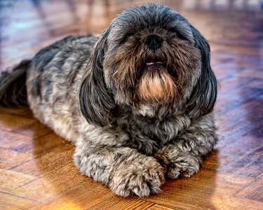 Animal cute canine