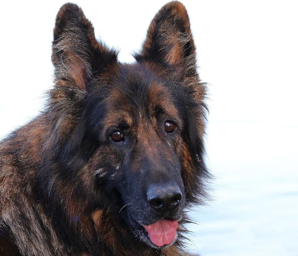 Old german shepherd dog german shepherd pet