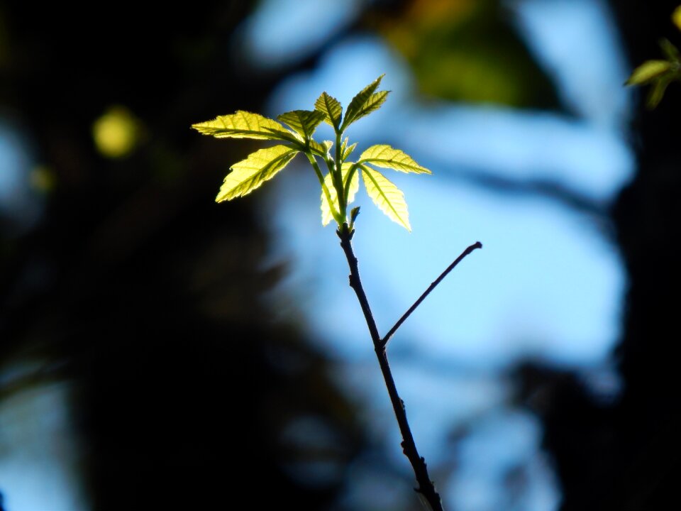 Green leaves forest trasluz
