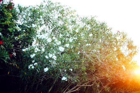 Nature, Cool, Awesome