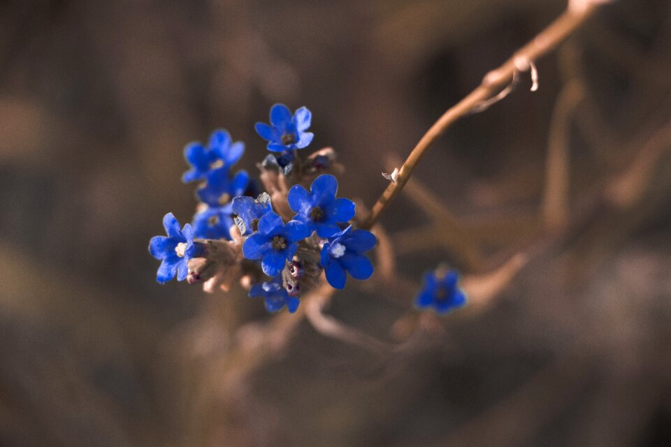 Blossom blue flowers blur