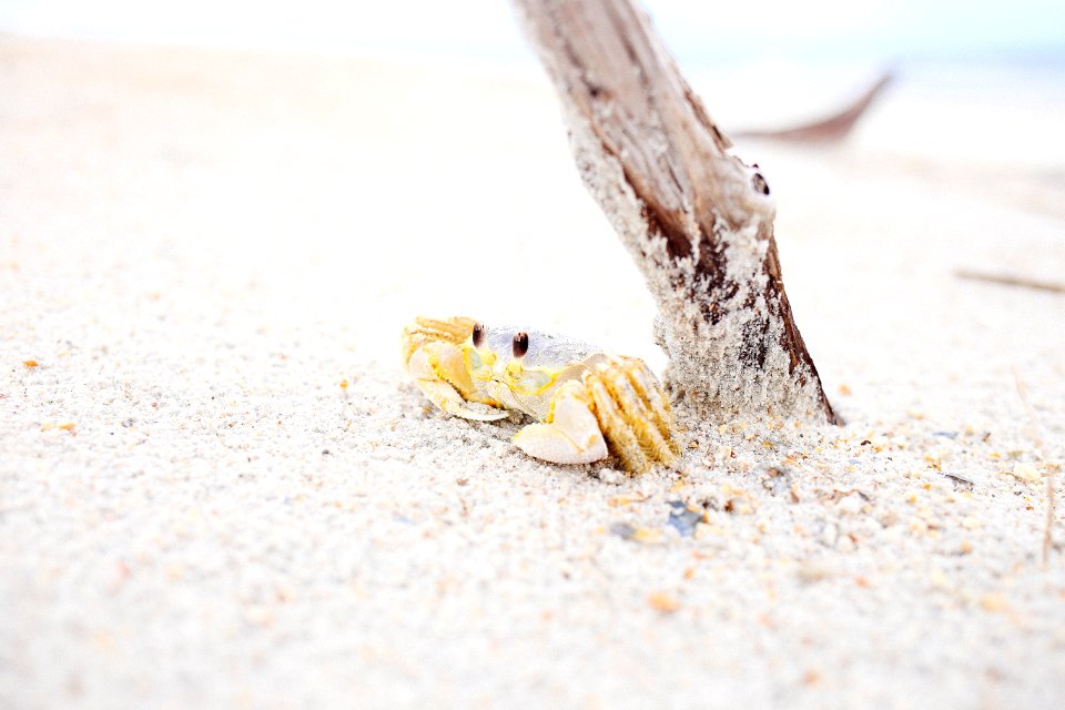 crab near wooden stick on sand
