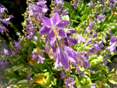 Shadow lily purple flower flower garden photo