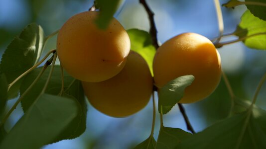 The scenery apricot shadow