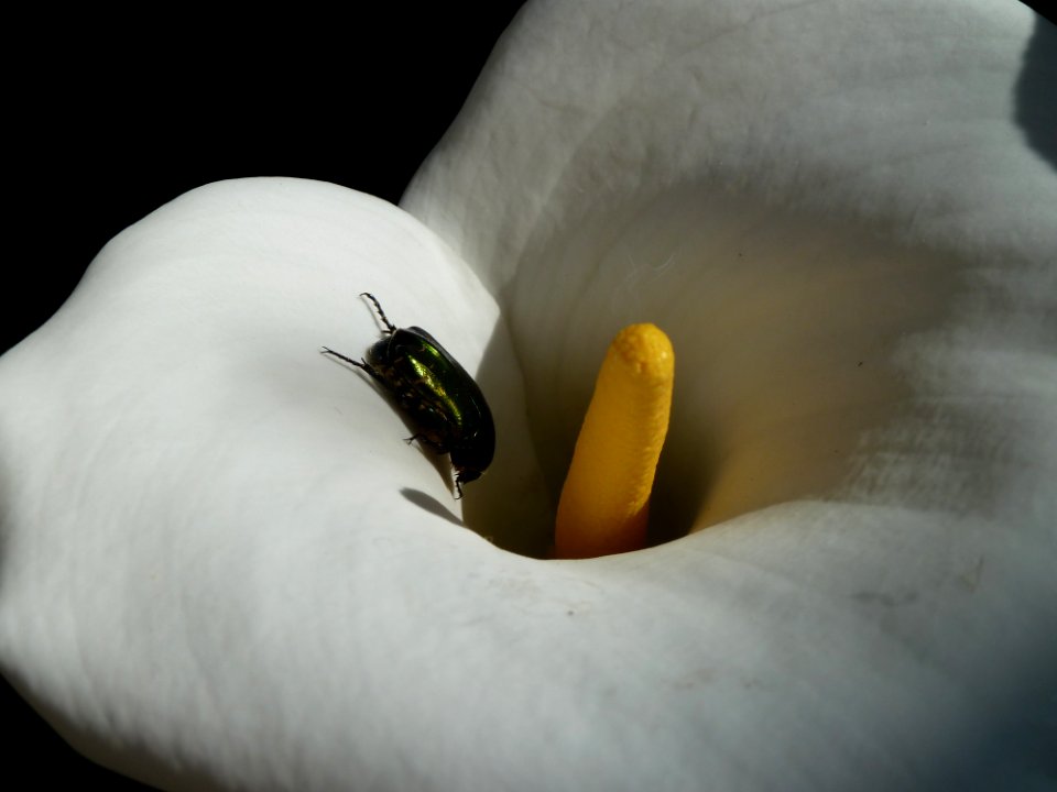 Montesilvano, Italy, Macro