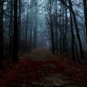A dark forest walking path. photo