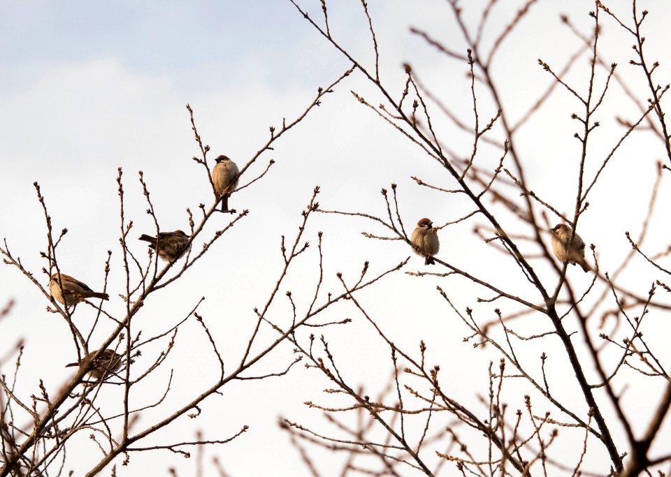 Winter, Tree, Bird