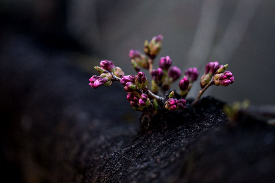 tilt shift lens photography of pink flowefrs